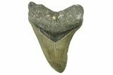 Serrated, Fossil Megalodon Tooth - North Carolina #382609-1